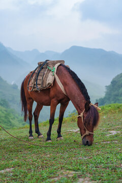 Brown packhorse with pack saddle grazing grass on lush green hill in valley at rural scene