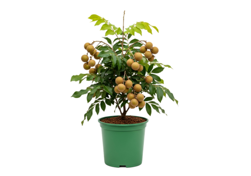 A small, decorative longan tree in a green pot, displaying numerous ripe, light brown fruits against a dark background.