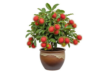 A vibrant rambutan tree, laden with ripe, red fruits, sits in a rustic brown pot against a stark black background.