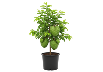 A vibrant green soursop tree in a dark planter stands out against a black background.