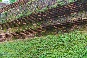 Old weathered historic brick wall with moss and plant growth covered texture background