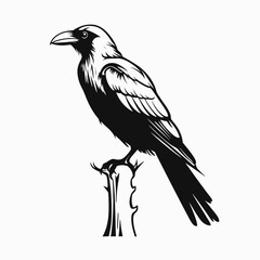 Fototapeta premium Raven perched, mysterious, isolated on a stark white backdrop, an elegant silhouette