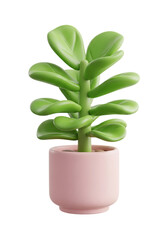 Small green succulent plant in a pink pot isolated on transparent background