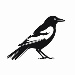 Obraz premium Striking magpie bird standing, presented as a simplistic, vector graphic silhouette