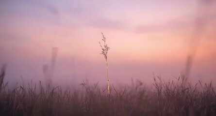 Obraz premium A single stalk of grass stands tall in a field during a hazy pink and orange sunset