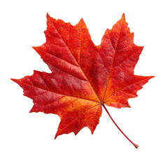 Obraz premium Red And Orange Autumn Maple Leaf Isolated On Transparent Background