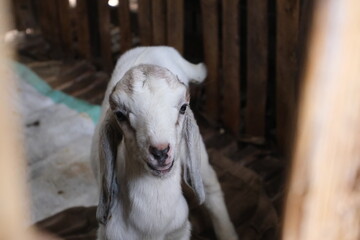 Fototapeta premium Close-up of a baby goat with white fur inside a rustic wooden pen, captured in natural lighting on a farm or rural setting.