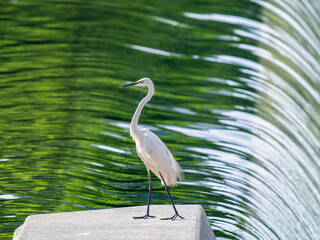 水辺のダイサギ