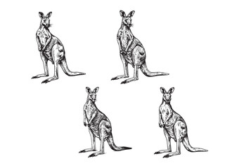 Vintage engraving of kangaroo in natural stance with powerful legs and detailed fur texture