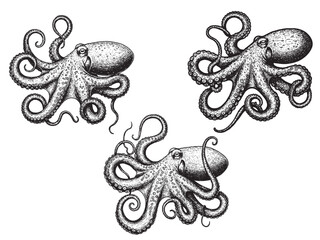 Black and white vintage engraving of octopus with swirling tentacles and intricate details