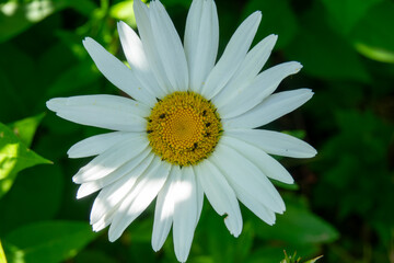 Bright white daisy blooming amidst green foliage during a sunny day in summertime