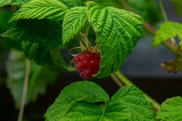 Ripe raspberry hanging among vibrant green leaves in a summer garden setting