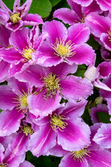 Vibrant purple clematis flowers blooming in a lush garden during springtime