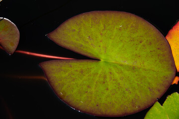 Large green lily pad floating on dark water with colorful reflections in a serene garden pond