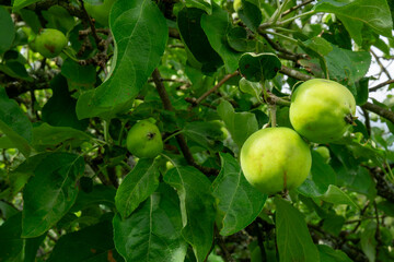 Fresh green apples growing on a tree branch in a sunny orchard during the late summer season