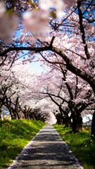 Obraz premium Spring Cherry Blossom Tunnel Pathway in Japan.