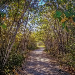 Fototapeta premium Dirt Path Through Forest Trees