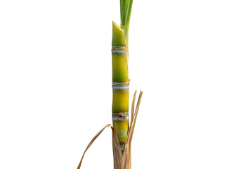 Naklejka premium Sugarcane isolated on transparent background, a tropical plant for sugar production