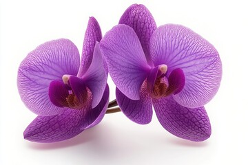 Fototapeta premium Close-up of two vibrant purple orchid flowers with detailed veined petals and smooth texture on white background