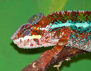 Colorful chameleon on branch