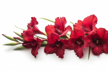 Red Gladiolus Isolated on White Background. Beautiful Gladiolus Flower