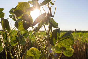 Close-up of green soybean pods.