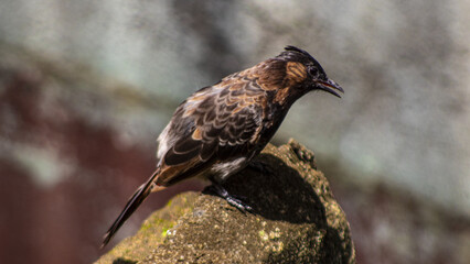 Red-vented bulbul bird sitting on the wall