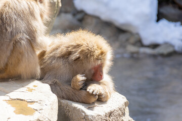 毛繕いされて眠りそうなニホンザル