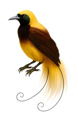 Fototapeta premium Exotic tropical Bird-of-Paradise with brilliant golden plumage and ornate tail, a realistic scientific illustration isolated on white
