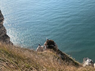Picturesque view of the ocean and birds sitting on rocks in Etretat, Normandy