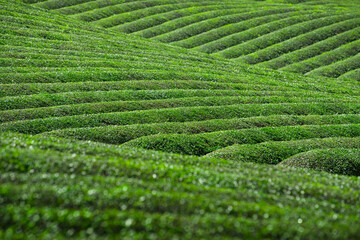 Beautiful green and neat tea garden scenery