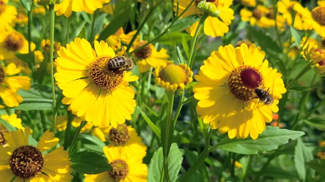 Bienen auf gelben Bl&uuml;ten, Gew&ouml;hnliche Sonnenbraut (Helenium autumnale), Benediktbeuern, Bayern, Deutschland