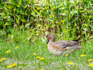 地面を歩くヒドリガモ