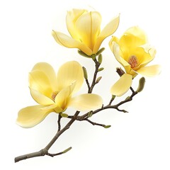 Obraz premium Yellow Magnolia Isolated on White Background. Beautiful Magnolia Flower