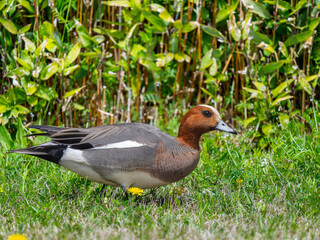 地面を歩くヒドリガモ