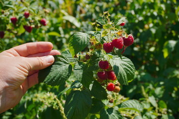 A hand reaches out to gently pick ripe raspberries from a bush in a verdant garden under the warm...