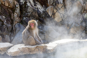 湯気の立ち上る温泉に入ろうとするニホンザル