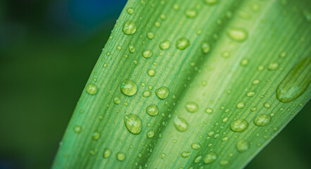 Gorgeous macro of green leaf fresh rain droplets stunning nature closeup, beautiful botanical detail, serene tropical foliage, relaxing natural scenery, lush outdoor environment, perfect summer nature