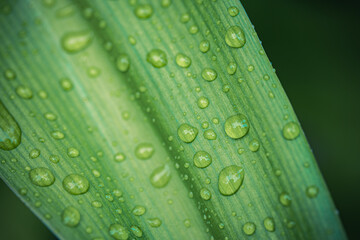 Gorgeous macro of green leaf fresh rain droplets stunning nature closeup, beautiful botanical detail, serene tropical foliage, relaxing natural scenery, lush outdoor environment, perfect summer nature