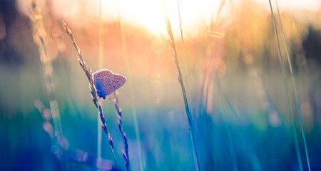 Stunning macro of butterfly on meadow at sunset, dreamy summer field with grass, soft bokeh and light beams, gorgeous nature closeup, relaxing floral landscape, peaceful idyllic outdoor inspire scenic
