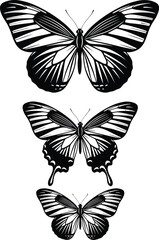 Butterfly illustration, black and white vector, entomology design, wing pattern art, nature sketch, insect drawing, vintage style, scientific reference