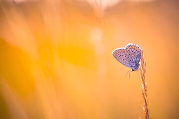 Stunning macro of butterfly on meadow at sunset, dreamy summer field with grass, soft bokeh and...