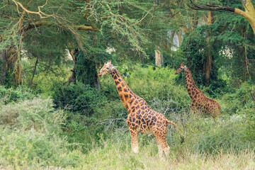 Jirafas en Kenia