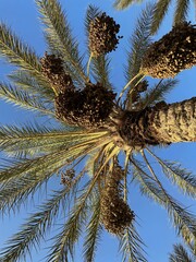View from below of a date palm tree with large clusters of ripe dates against clear blue sky....