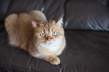 Golden-furred domestic cat rests on leather couch, displaying calm expression and green eyes, surrounded by a warm and inviting indoor atmosphere