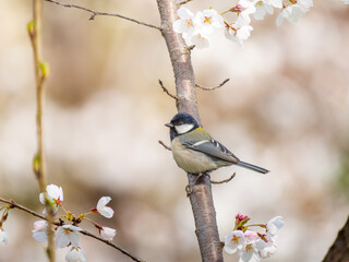 桜とシジュウカラ