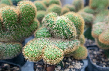 Hildewintera aureispina cristata or Cleistocactus winteri forma cristata. Rat Tail Cactus
