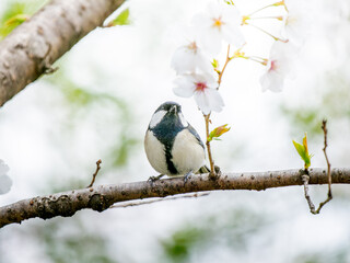 桜とシジュウカラ