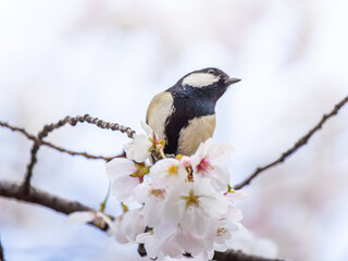 桜とシジュウカラ