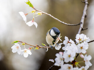 桜とシジュウカラ